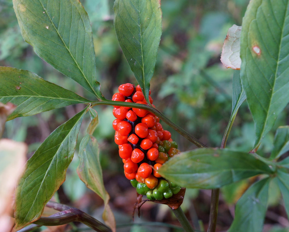 Arisaema concinnum
