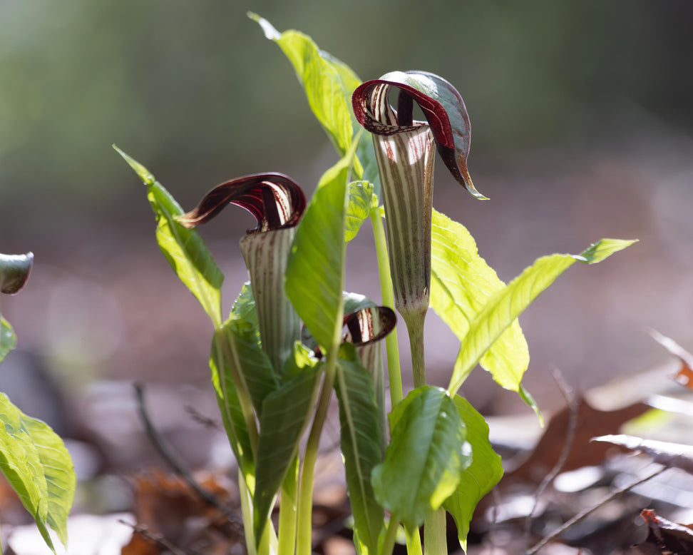 Arisaema concinnum