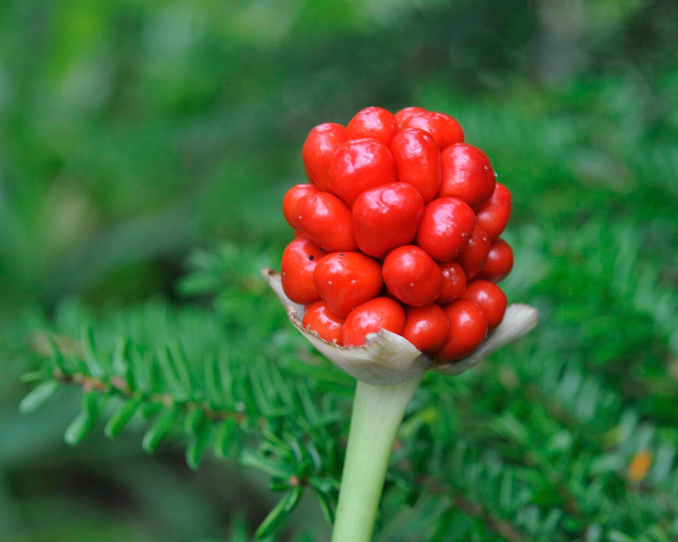 Arisaema tortuosum