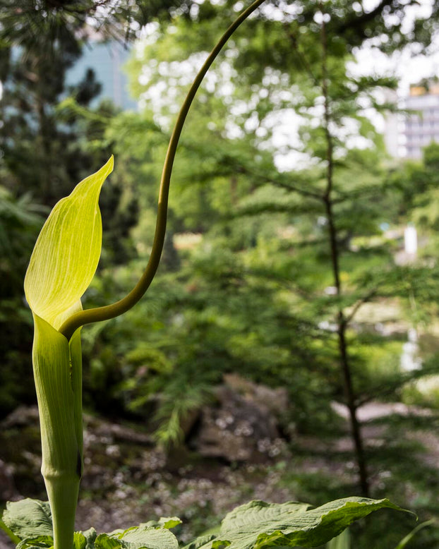 Arisaema tortuosum