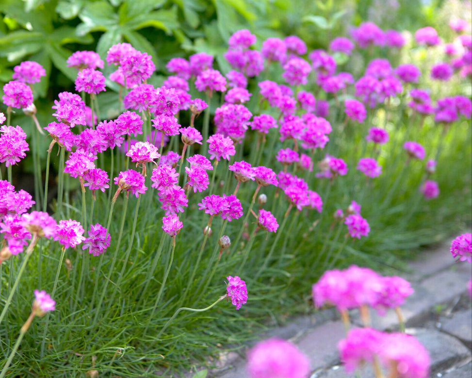Armeria maritima