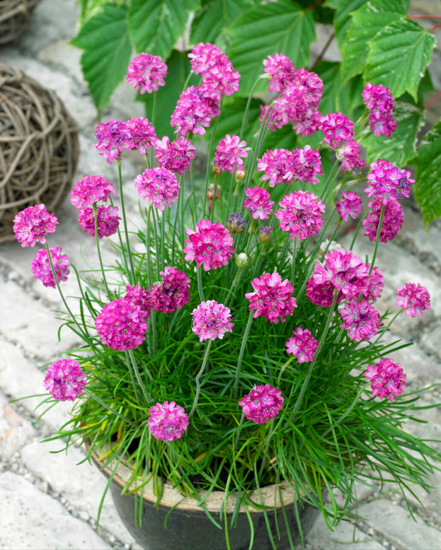 Armeria maritima