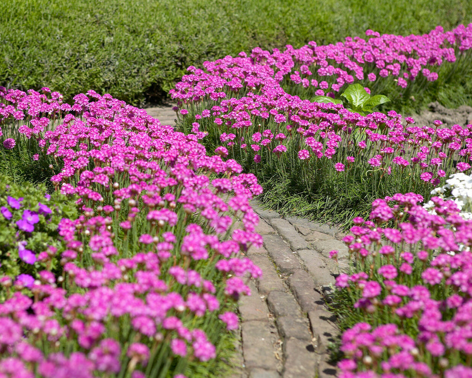 Armeria maritima