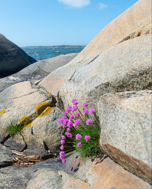 Armeria maritima