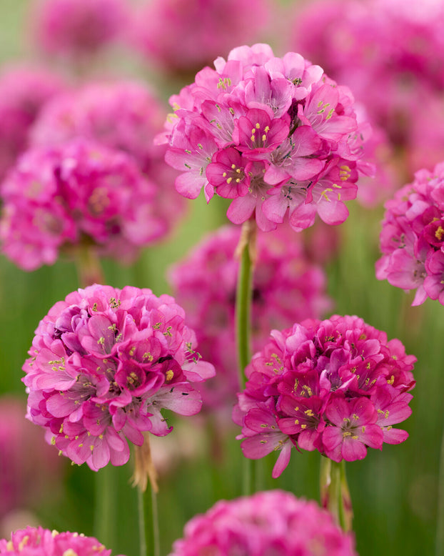Armeria maritima