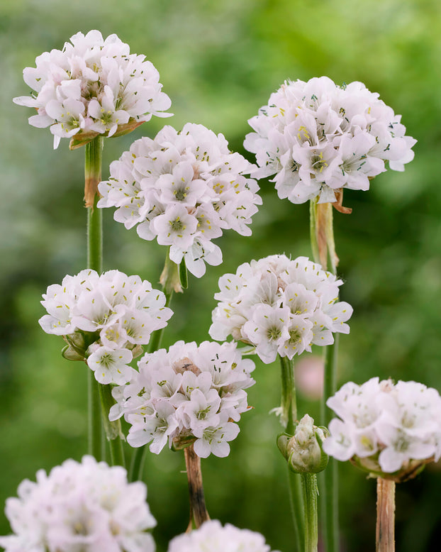 Armeria maritima 'Alba'