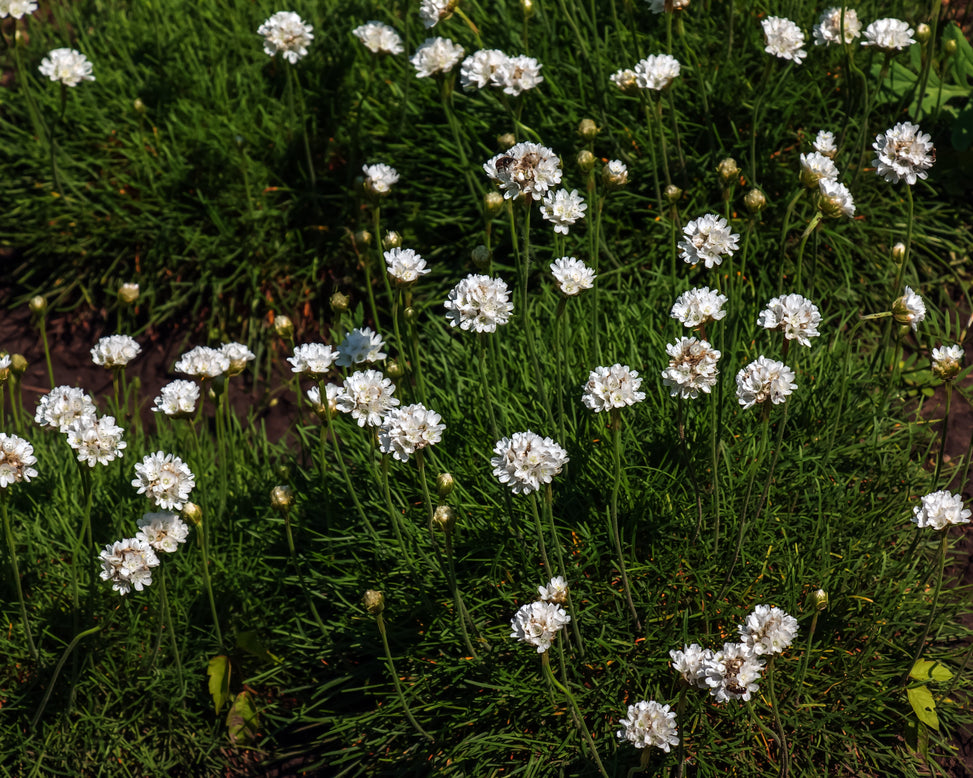 Armeria maritima 'Alba'