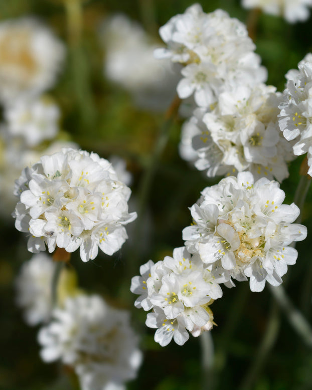 Armeria maritima 'Alba'