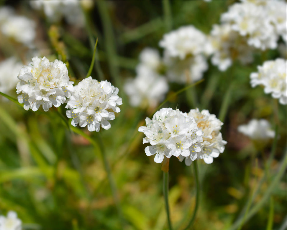 Armeria maritima 'Alba'