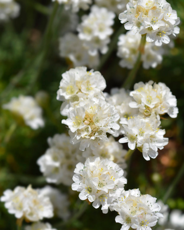 Armeria maritima 'Alba'