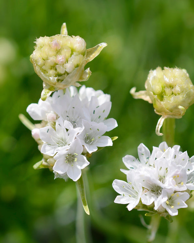 Armeria maritima 'Alba'