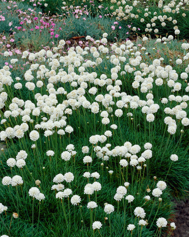Armeria maritima 'Alba'