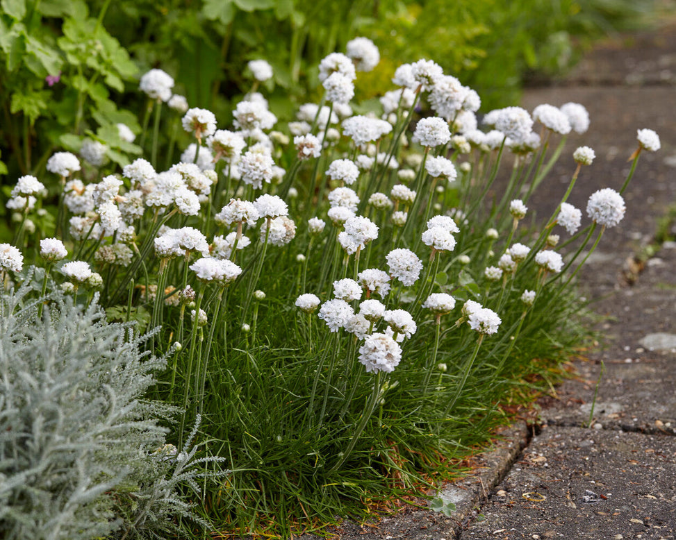 Armeria maritima 'Alba'