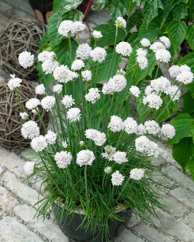 Armeria maritima 'Alba'