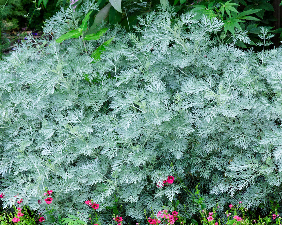 Artemisia 'Powis Castle'