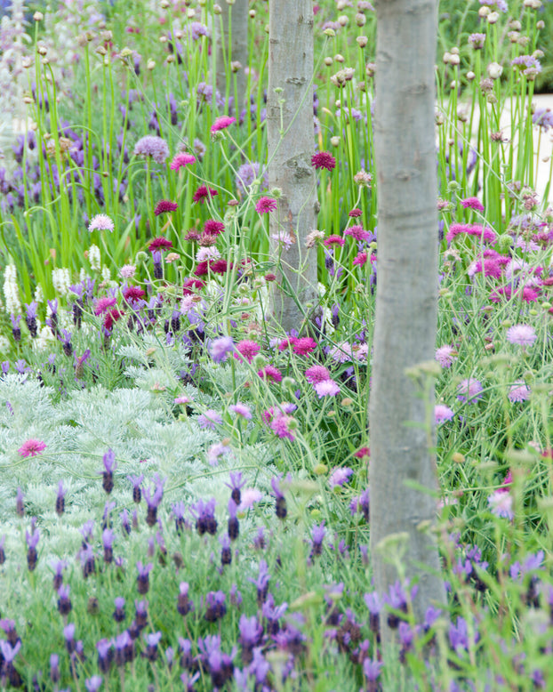 Artemisia 'Powis Castle'