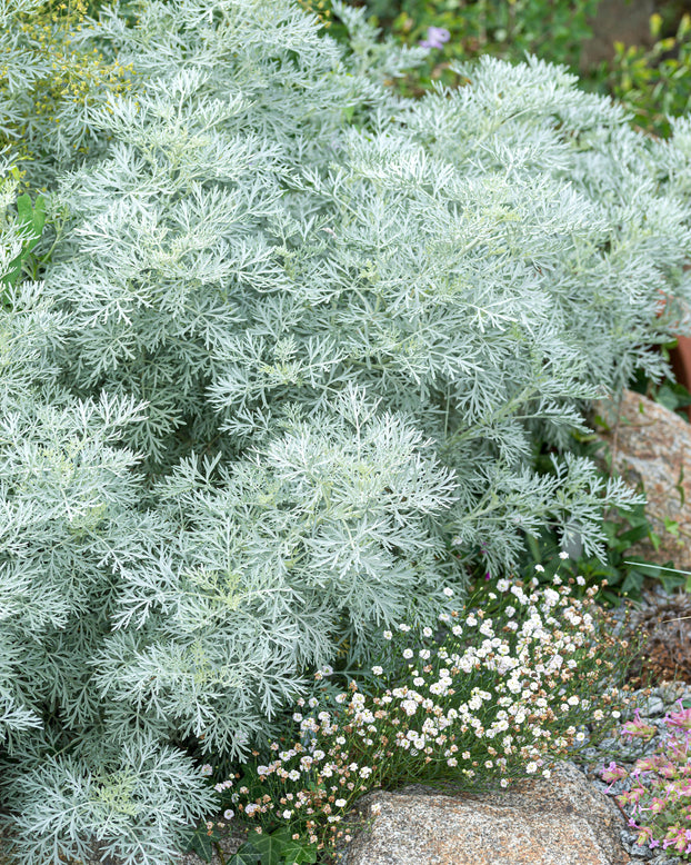 Artemisia 'Powis Castle'