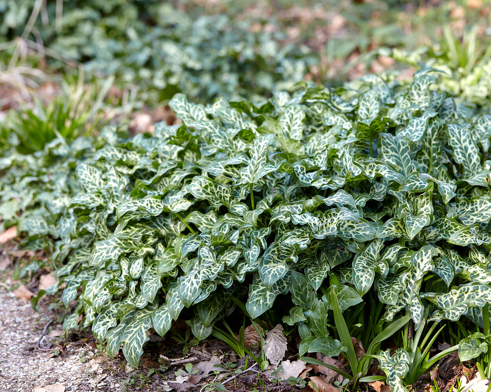 Arum italicum