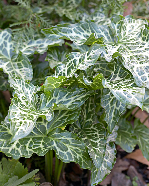 Arum italicum