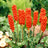Arum italicum