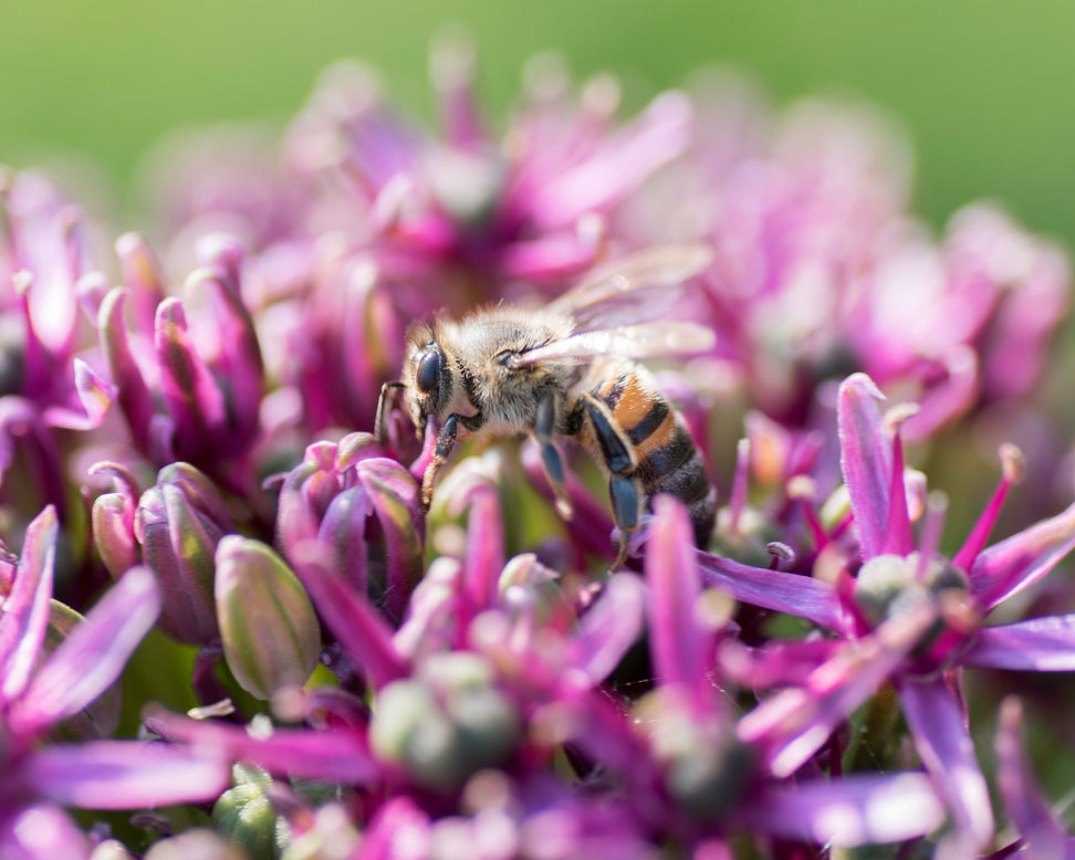 Asclepias 'Soulmate'