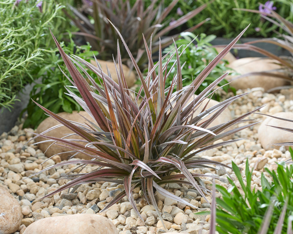 Astelia 'Red Shadow'