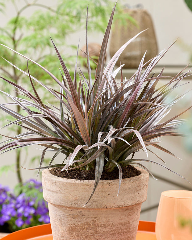 Astelia 'Red Shadow'