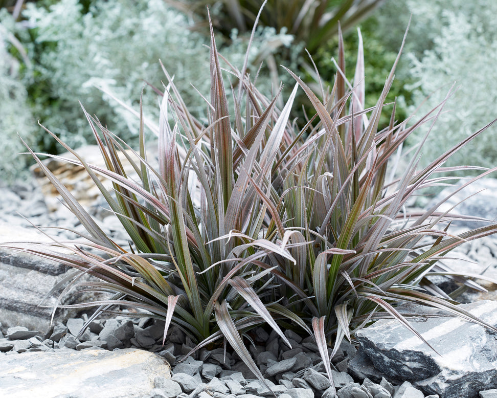 Astelia 'Red Shadow'
