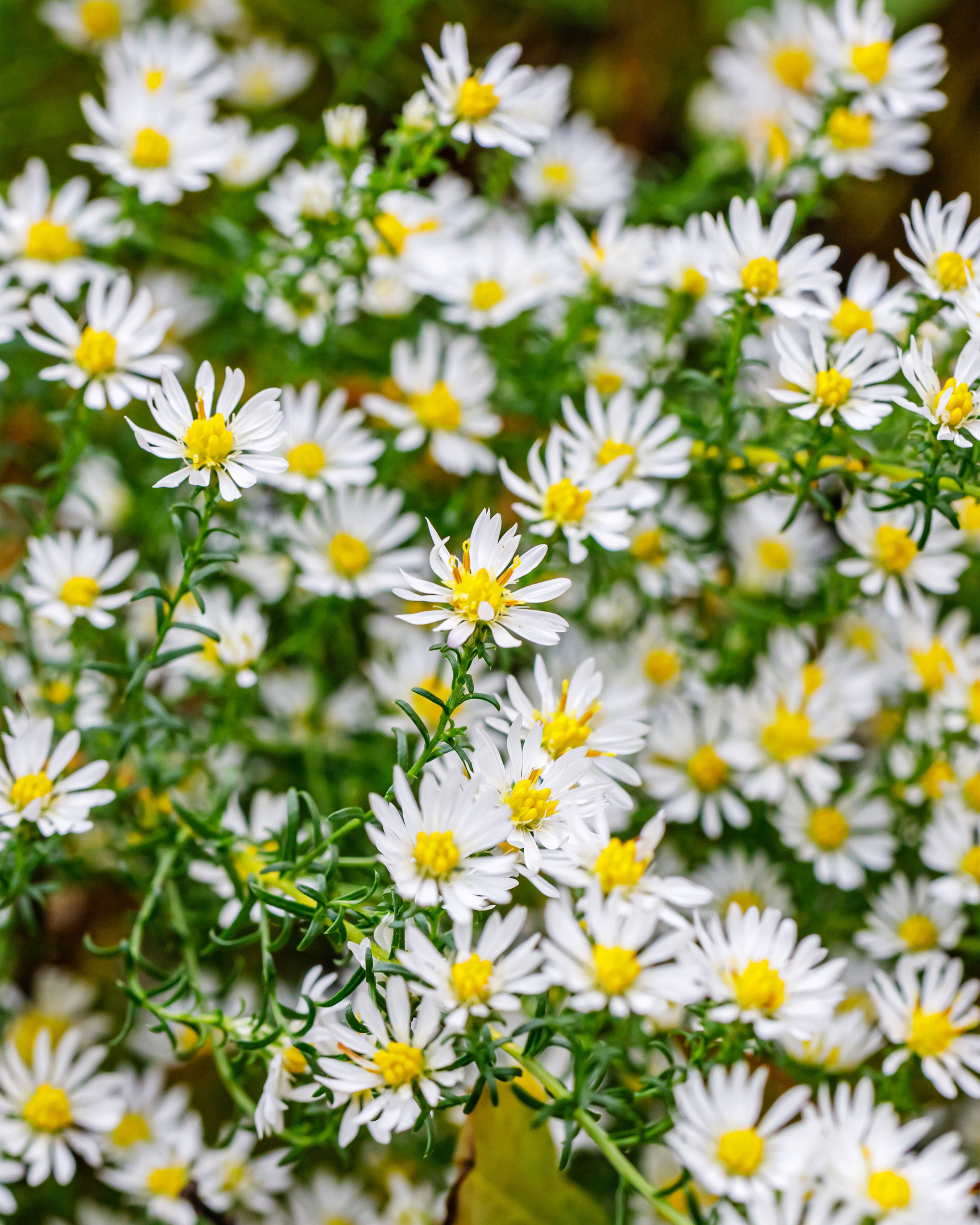 Bare Roots Uk Aster