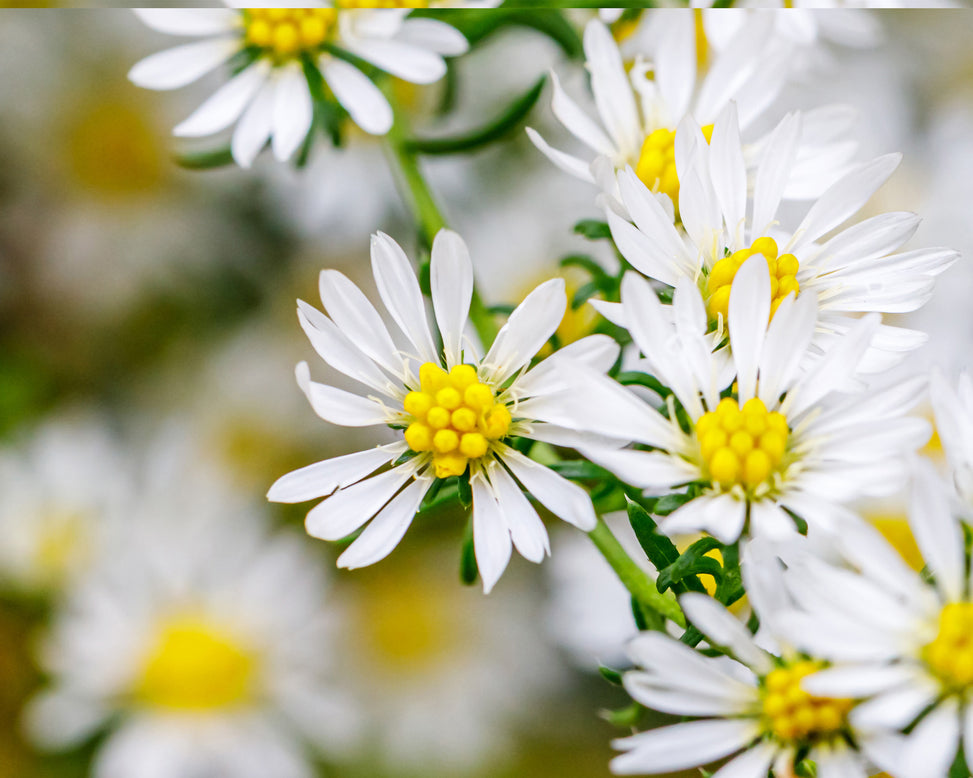 Aster 'Kristina'