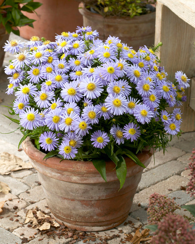 Aster 'Lady in Blue'