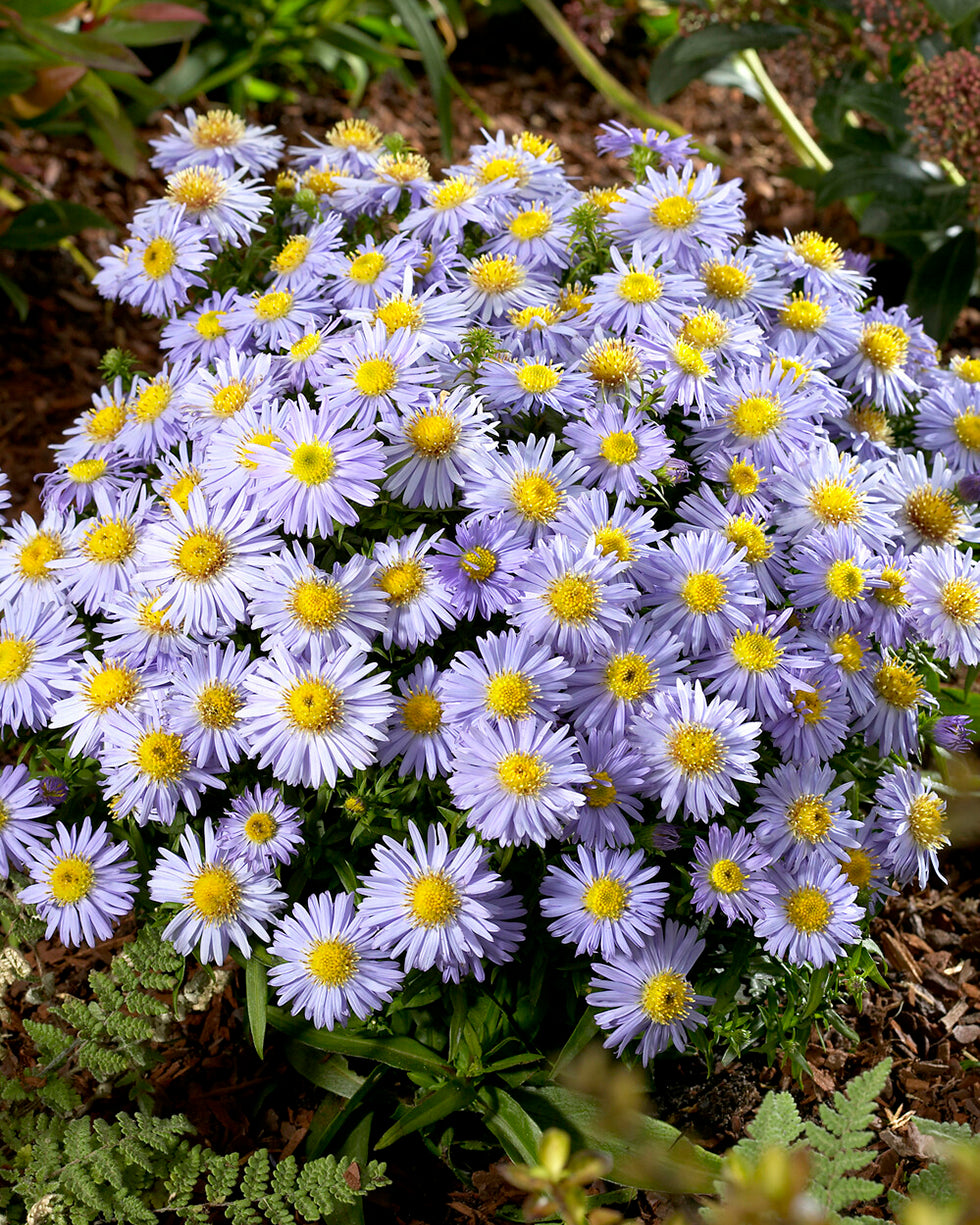 Haslam Bare Roots Uk Aster