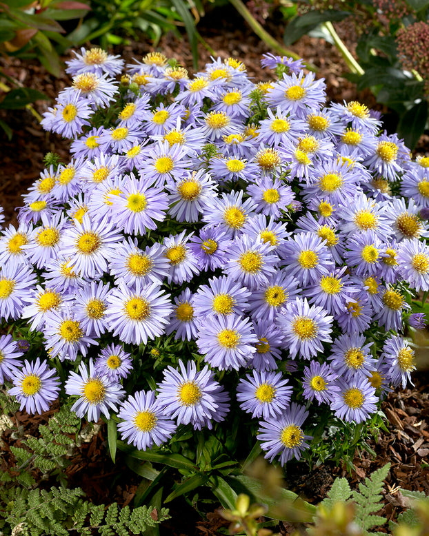 Aster 'Lady in Blue'