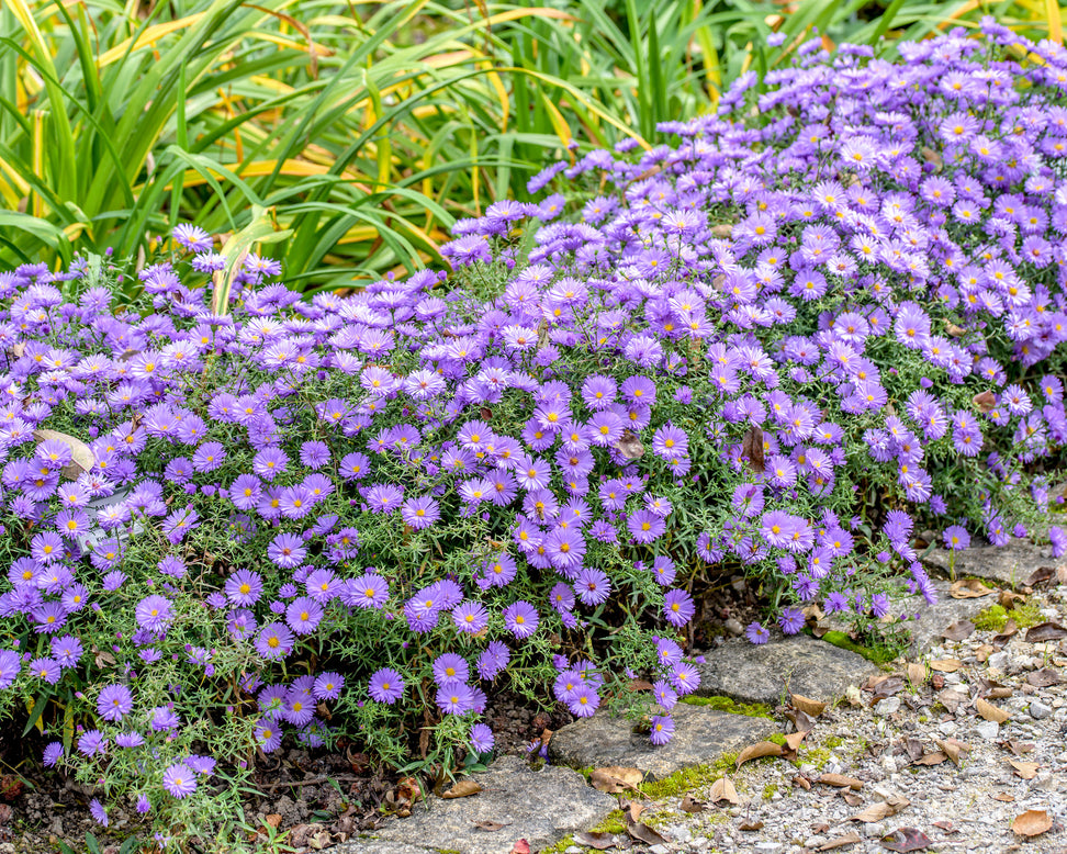 Aster 'Lady in Blue'
