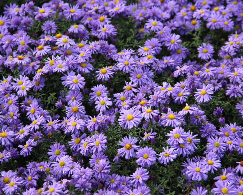 Aster 'Lady in Blue'