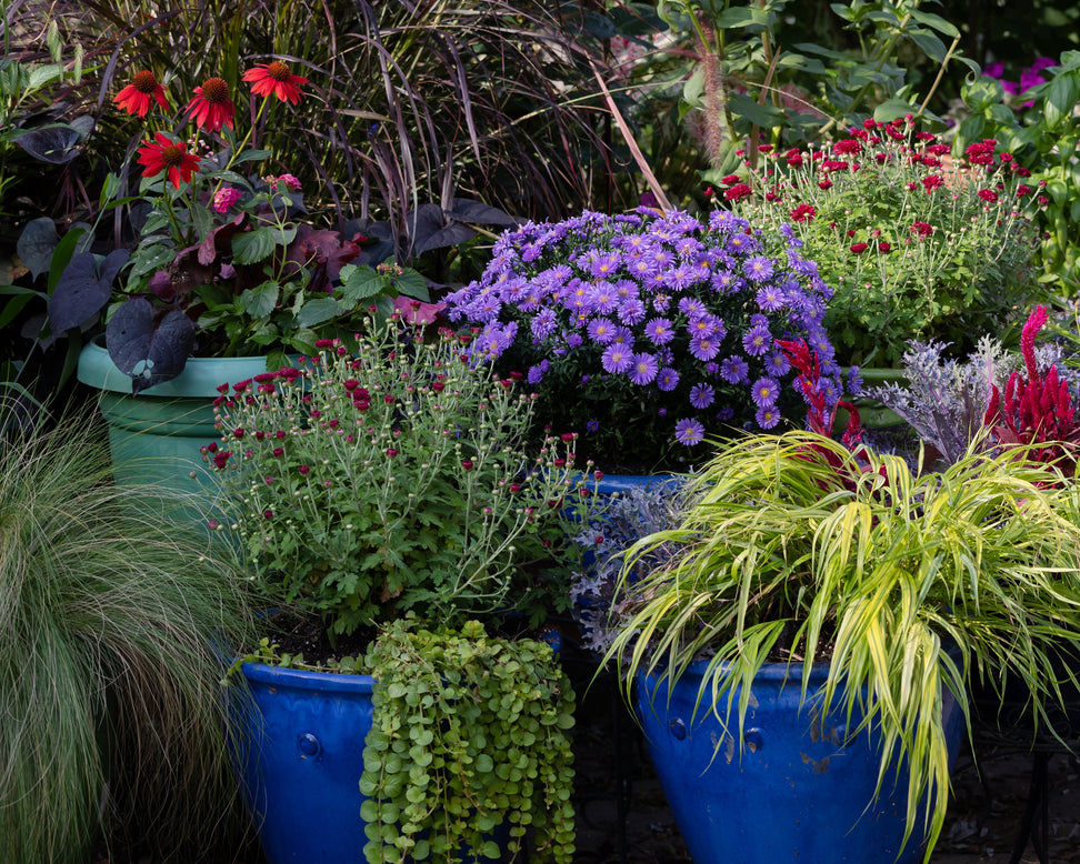 Aster 'Lady in Blue'