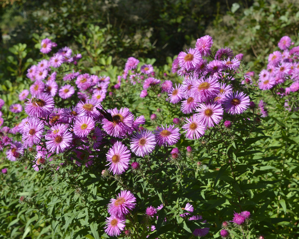 Aster 'Pink Star'
