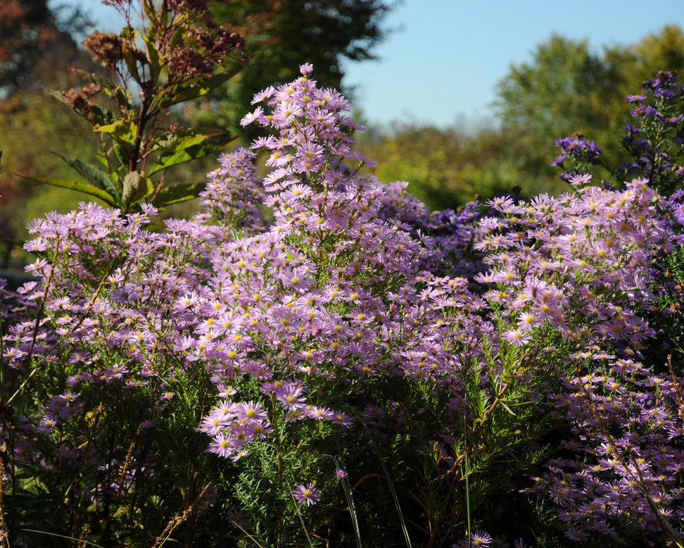 Aster 'Pink Star'