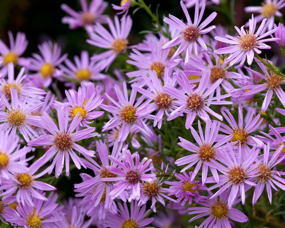 Aster 'Pink Star'