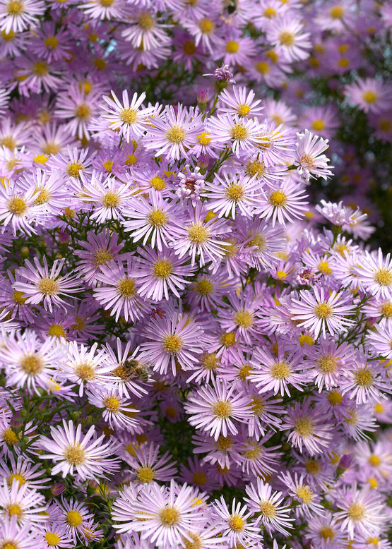 Aster 'Pink Star'