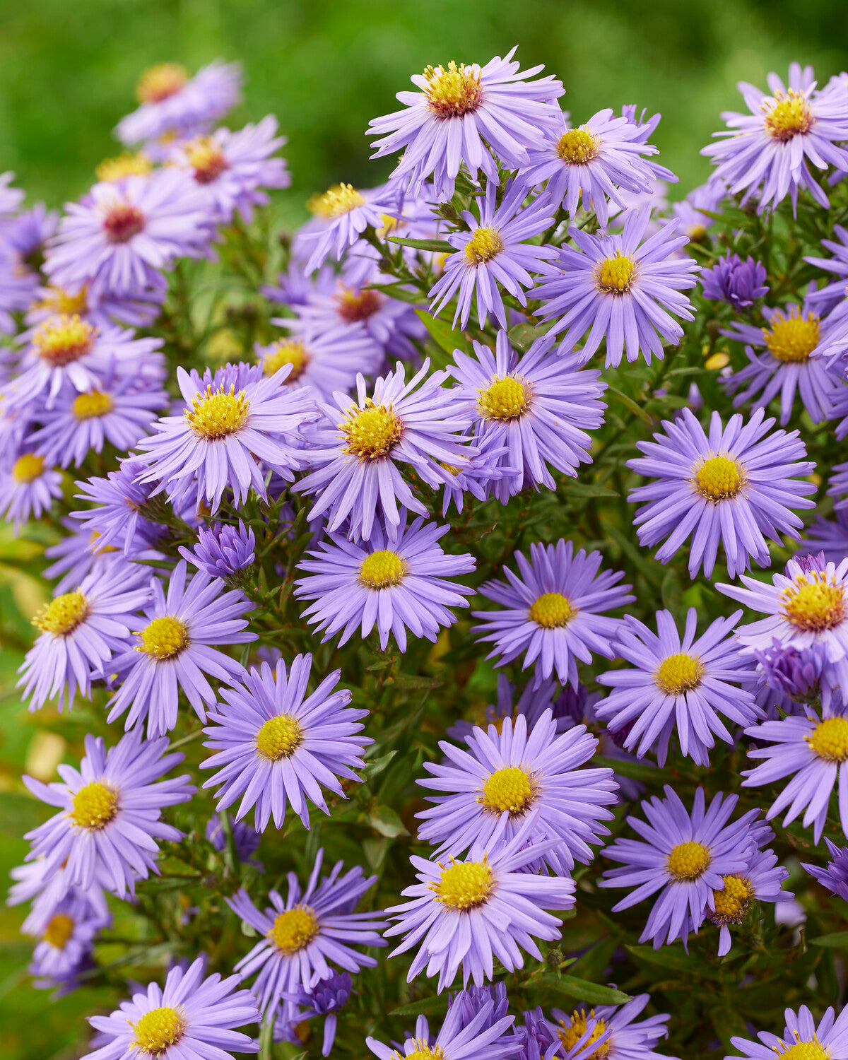 Anton Kippenberg Bare Roots Uk Aster