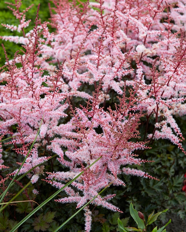 Astilbe 'Delft Lace'