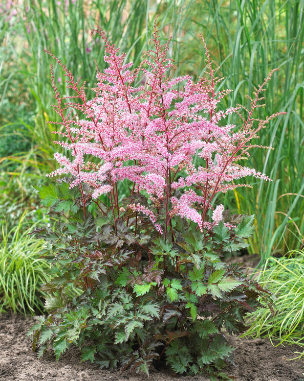 Astilbe 'Delft Lace'