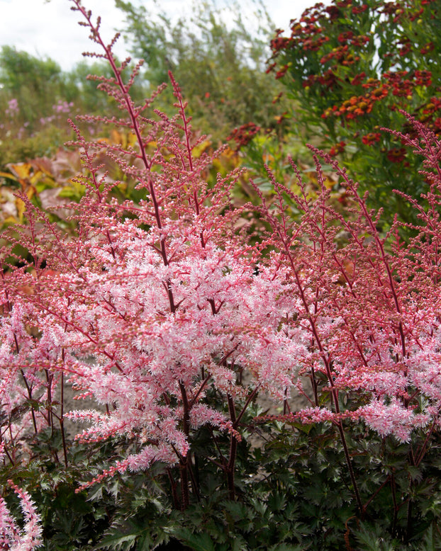 Astilbe 'Delft Lace'