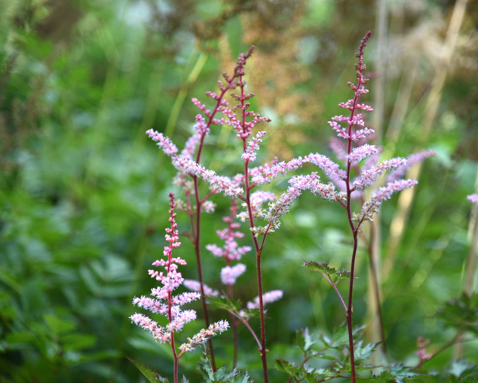 Astilbe 'Delft Lace'