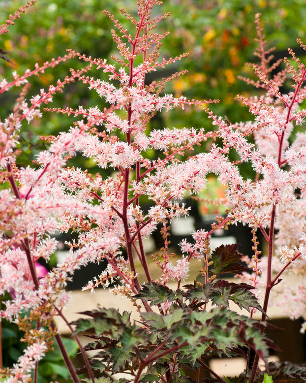 Astilbe 'Delft Lace'