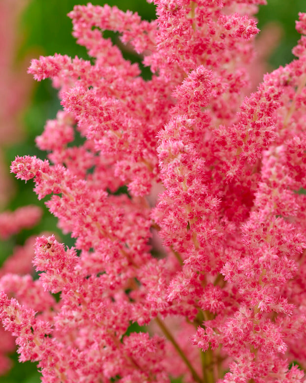 Astilbe 'Dunes Revolution'