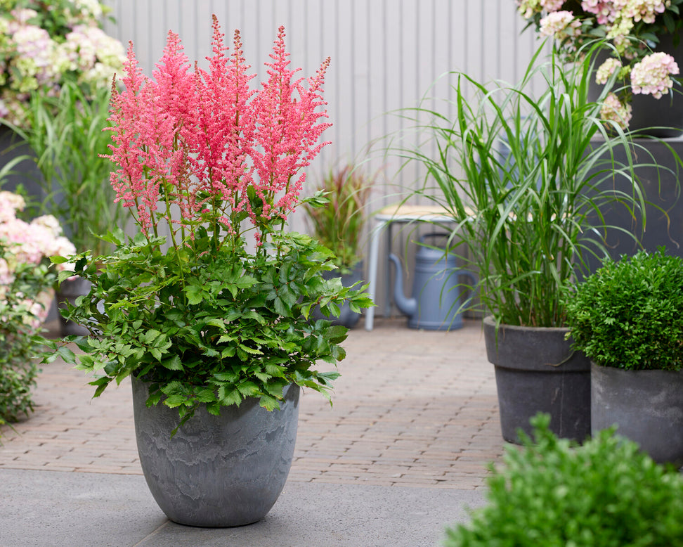 Astilbe 'Dunes Revolution'