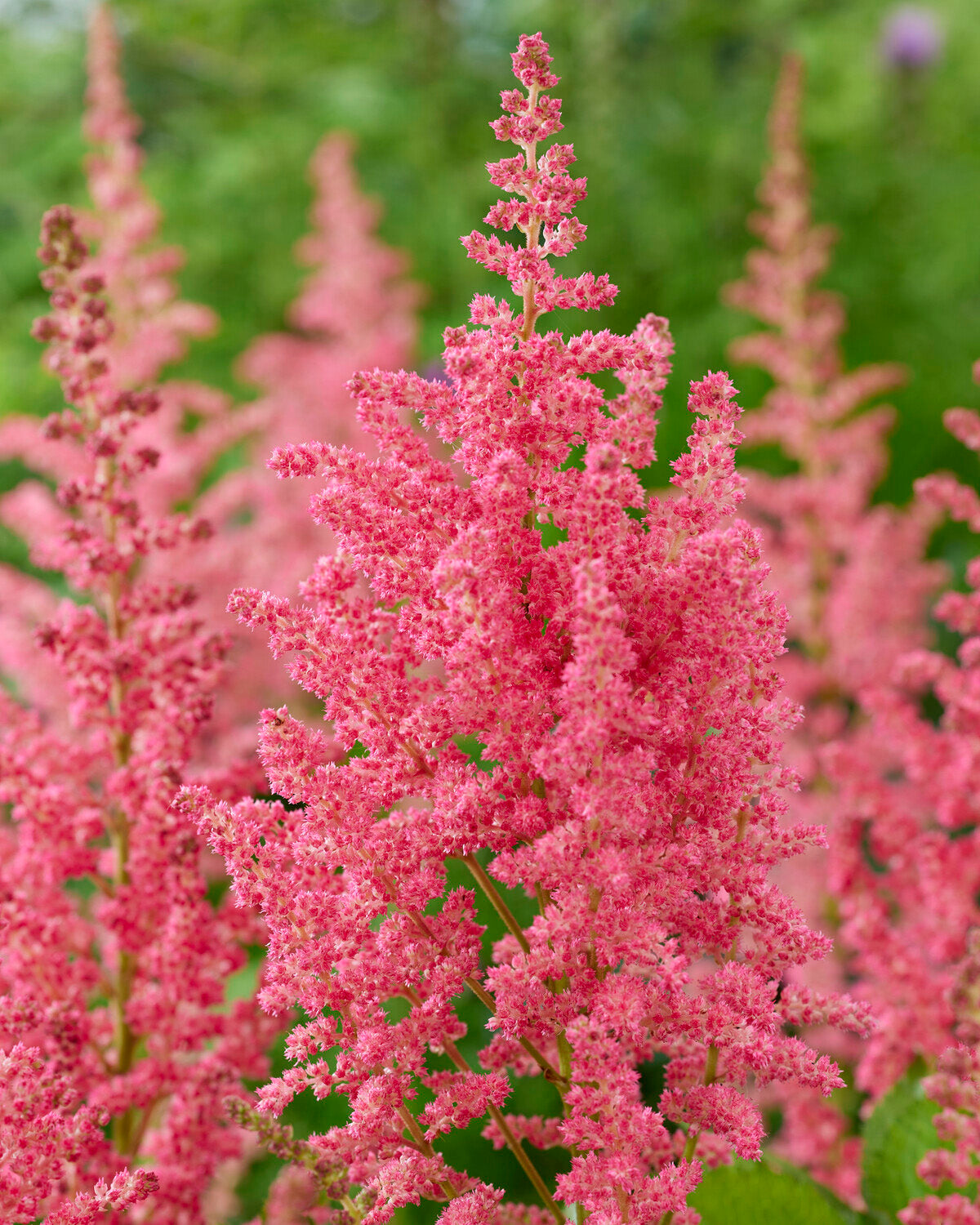 Astilbe Dunes Revolution Bare Roots Uk