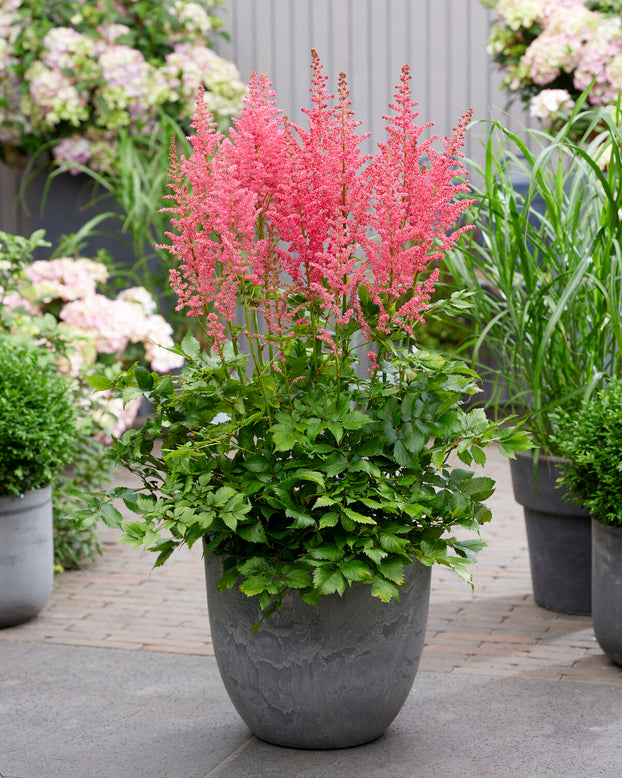 Astilbe 'Dunes Revolution'